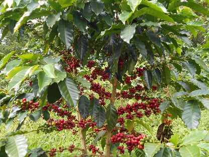 Colombia Patio Bonito Filter