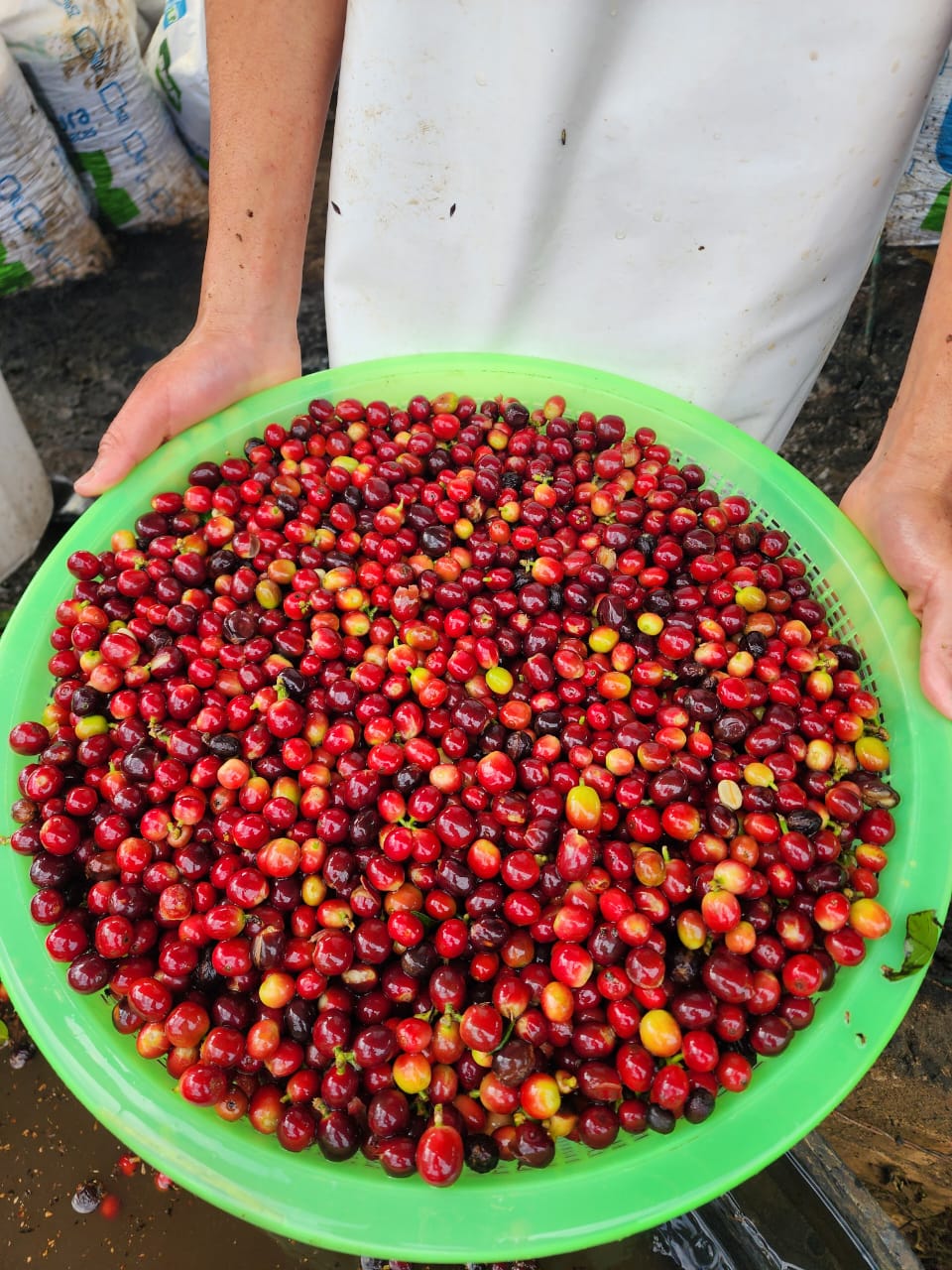 Colombia La Joya Filter