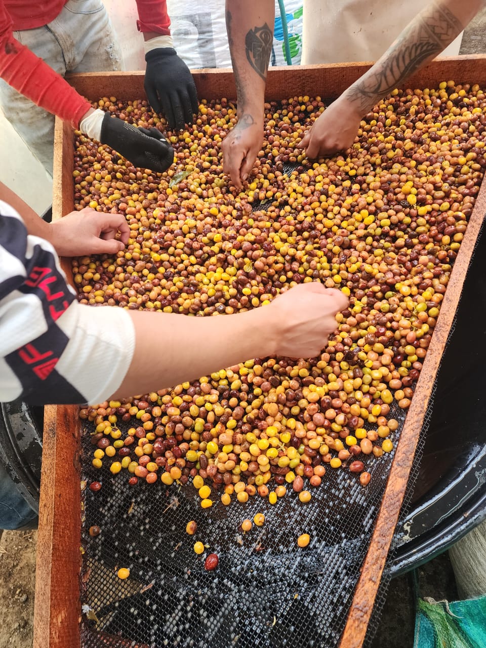 Colombia La Joya Filter