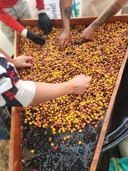Colombia La Joya Filter
