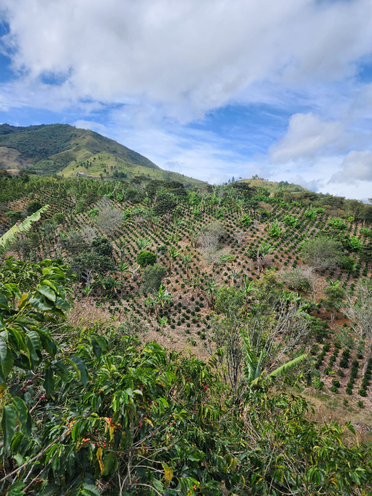 Colombia La Joya Filter