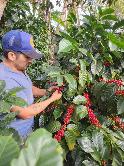 Colombia La Joya Filter