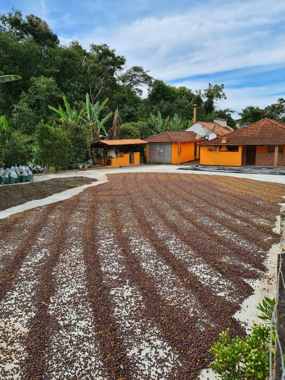 Rush Rush Brazil Espresso