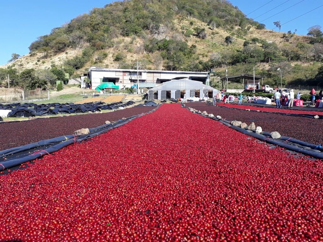 Nicaragua Fincas Miriesch Filter