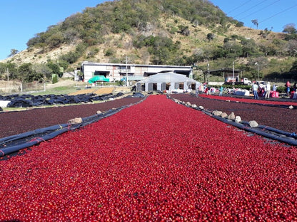 Nicaragua Fincas Miriesch Filter
