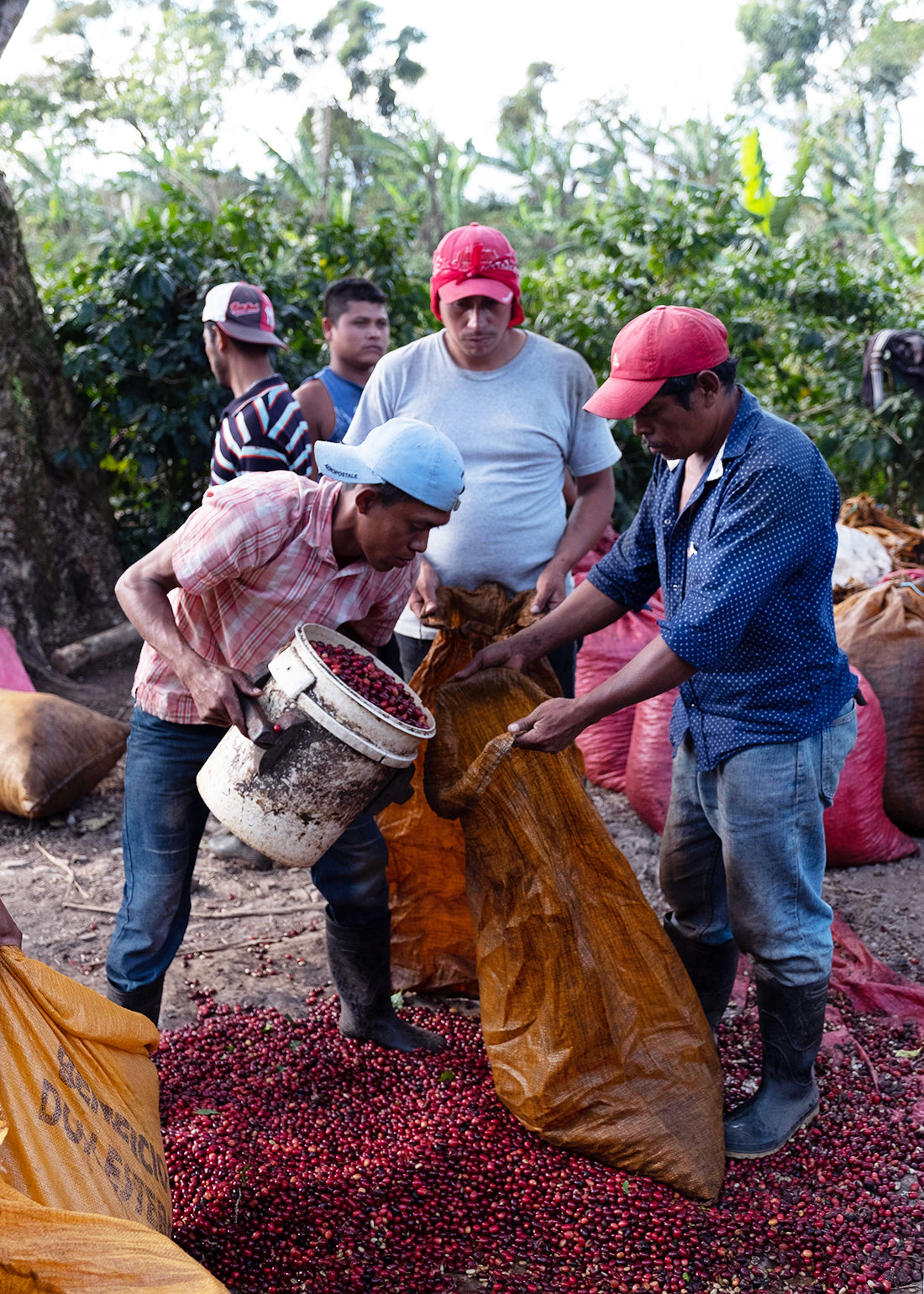 Nicaragua Fincas Miriesch Filter