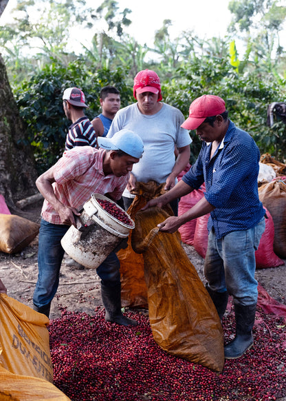 Nicaragua Fincas Miriesch Filter